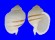 TONNIDAE TONNA SULCOSA shell