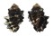 MURICIDAE THAIS INTERMEDIA shell