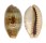 CYPRAEIDAE ERRONEA CAURICA BLAESA shell