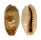 CYPRAEIDAE ERRONEA CAURICA BLAESA shell