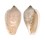MARGINELLIDAE MARGINELLA SENEGALENSIS shell