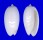 OLIVIDAE OLIVA BULBOSA IMMACULATA shell