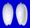 OLIVIDAE OLIVA BULBOSA IMMACULATA shell