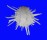 SPONDYLIDAE SPONDYLUS AMERICANUS shell