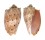 VOLUTIDAE CYMBIOLA SOPHIA shell