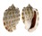 CASSIDAE PHALIUM DECUSSATUM shell
