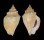 STROMBIDAE STROMBUS GRACILIOR shell