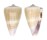 CONIDAE CONUS LISCHKEANUS TROPICENSIS shell