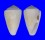 CONIDAE CONUS LISCHKEANUS TROPICENSIS shell
