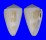 CONIDAE CONUS LISCHKEANUS TROPICENSIS shell