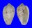 MARGINELLIDAE MARGINELLA SENEGALENSIS shell