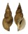 VOLUTIDAE NEPTUNEOPSIS GILCHRISTI shell