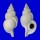 RANELLIDAE FUSITRITON MAGELLANICUS RETIOLUS shell