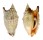 STROMBIDAE STROMBUS ARATRUM shell