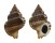 RANELLIDAE GYRINEUM NATATOR shell