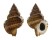 RANELLIDAE GYRINEUM NATATOR shell