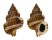 RANELLIDAE GYRINEUM NATATOR shell