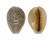 CYPRAEIDAE EROSARIA HELVOLA HAWAIENSIS shell