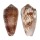 CONIDAE CONUS FLOCCATUS shell