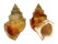 STRUTHIOLARIIDAE STRUTHIOLARIA PAPULOSA shell