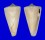 CONIDAE CONUS NIELSENAE shell