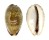 CYPRAEIDAE CYPRAEA VREDENBURGI shell