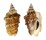 STROMBIDAE STROMBUS GRANULATUS shell