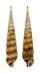 TEREBRIDAE TEREBRA RUSSOI shell