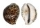 CYPRAEIDAE CYPRAEA TIGRIS shell