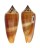 CONIDAE CONUS cf . TMETUS shell