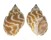 BUCCINIDAE BABYLONIA SPIRATA shell