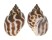 BUCCINIDAE BABYLONIA SPIRATA shell