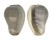 MARGINELLIDAE CRYOTOSPIRA VENTRICOSA SINISTRAL shell