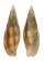 MITRIDAE MITRA STOSSIERI shell