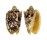 VOLUTIDAE CYMBIOLA CHRYSOSTOMA shell
