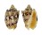 VOLUTIDAE CYMBIOLA CHRYSOSTOMA shell