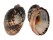 MURICIDAE PURPURA PATULA shell