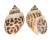 BUCCINIDAE BABYLONIA SPIRATA shell