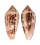 CONIDAE CONUS LEGATUS shell