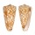 CONIDAE CONUS NOBILIS VICTOR shell
