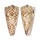 CONIDAE CONUS NOBILIS VICTOR shell