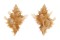 MURICIDAE MUREXIELLA PELEPILI shell