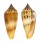 CONIDAE CONUS cf. TMETUS shell