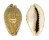 CYPRAEIDAE EROSARIA LAMARCKI AQUILONIA shell