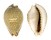CYPRAEIDAE EROSARIA LAMARCKI AQUILONIA shell