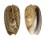 OLIVIDAE OLIVA CONCAVOSPIRA shell