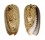 OLIVIDAE OLIVA CONCAVOSPIRA shell