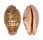 CYPRAEIDAE LEPOCYPRAEA MAPPA PANERYTHRA shell