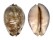 CYPRAEIDAE MAURITIA ARABICA GIBBA shell