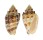 VOLUTIDAE VOLUTA EBRAEA shell
